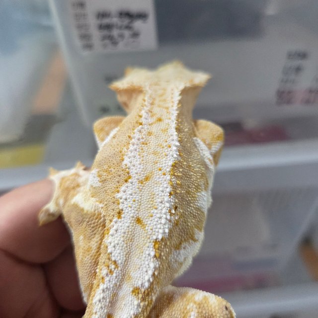 릴리100%헷아잔틱