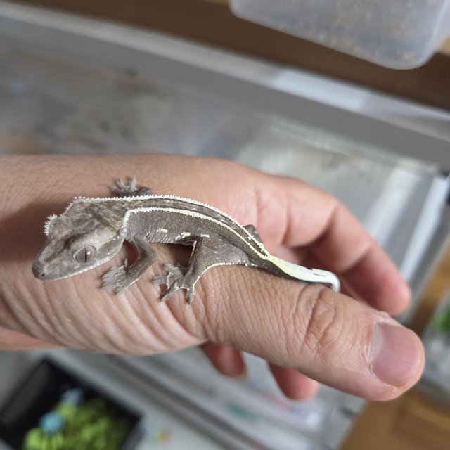 아잔틱 엠티백 슈퍼스트라이프 쿼드 화이트핀 화이트크라운