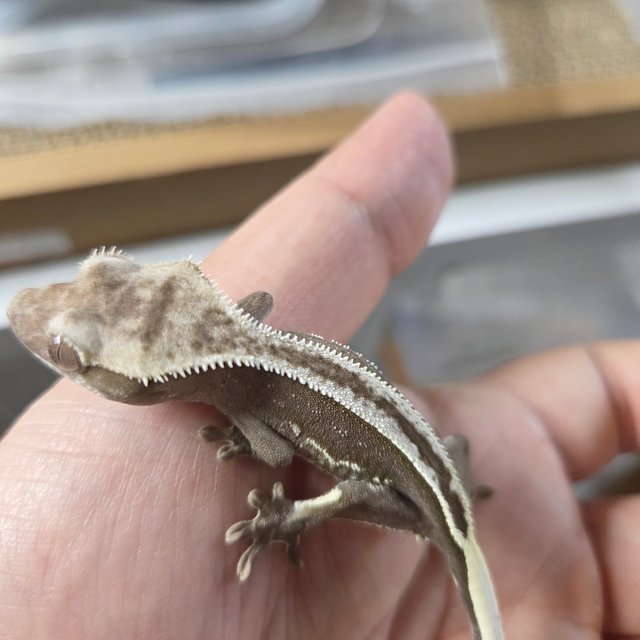 아잔틱 엠티백 쿼드 풀핀 화이트크라운 화이트핀