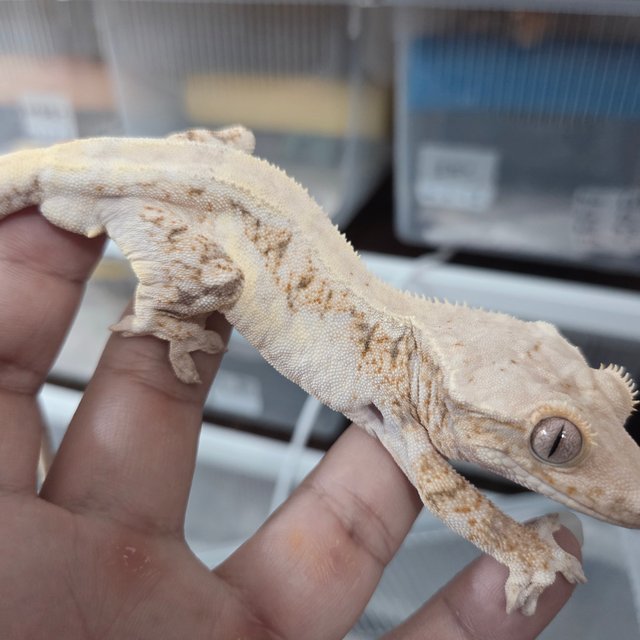 릴리100%헷아잔틱