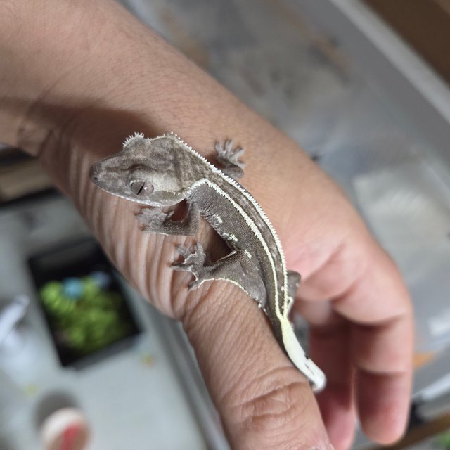 아잔틱 엠티백 슈퍼스트라이프 쿼드 화이트핀 화이트크라운