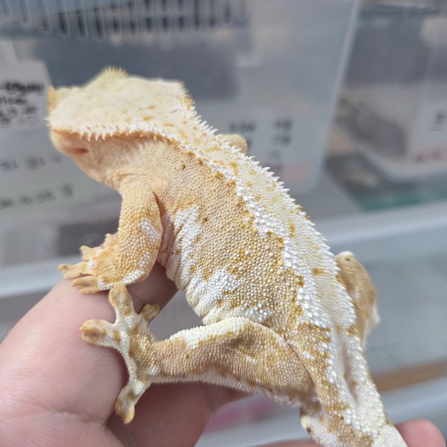 릴리100%헷아잔틱