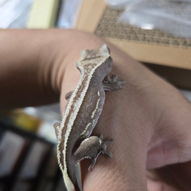 아잔틱 엠티백 쿼드 풀핀 화이트크라운 화이트핀