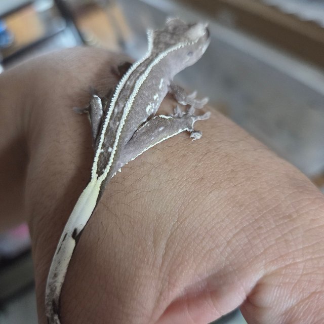 아잔틱 엠티백 슈퍼스트라이프 쿼드 화이트핀 화이트크라운