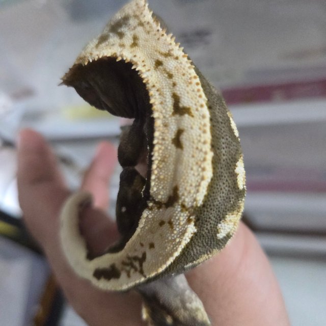 100%헷아잔틱 풀핀 쿼드