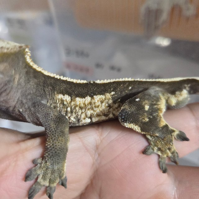 100%헷아잔틱 풀핀 쿼드