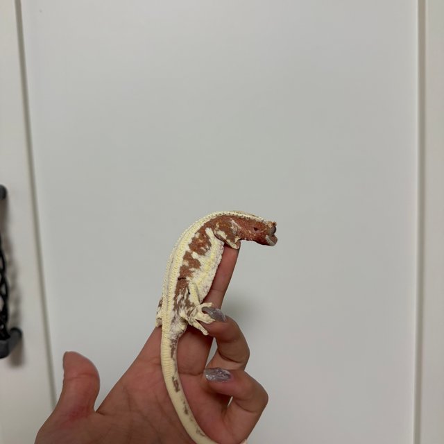 릴리100%헷아잔틱 레드 릴리화이트 100%헷아잔틱