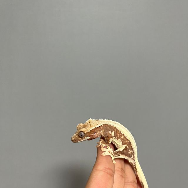 릴리화이트 100%헷아잔틱 레드 화이트