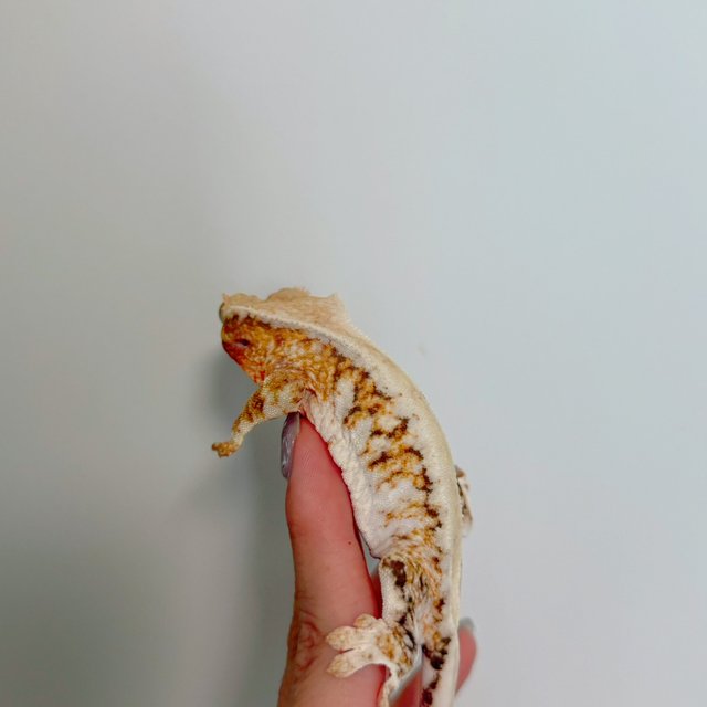 레드 릴리화이트 트라이