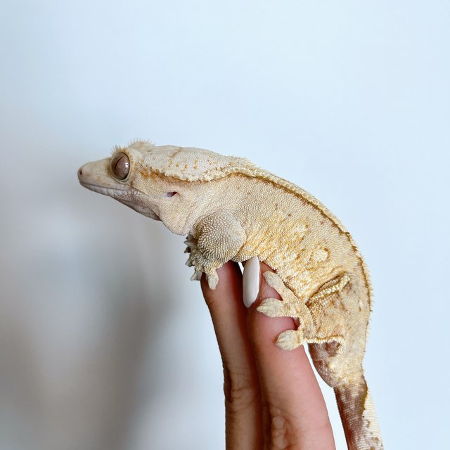 옐로우 크림 크림시클