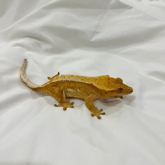 크림 옐로우 크림시클