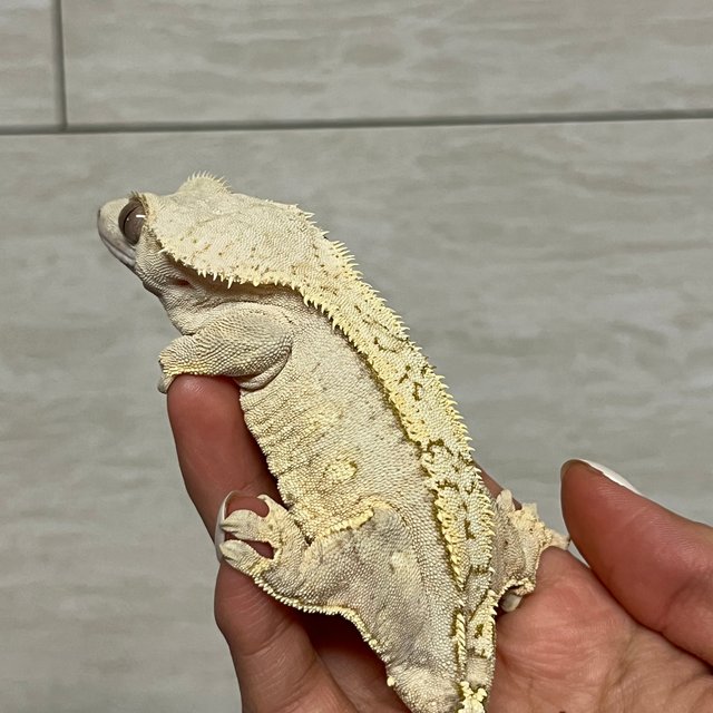 옐로우 크림 크림시클