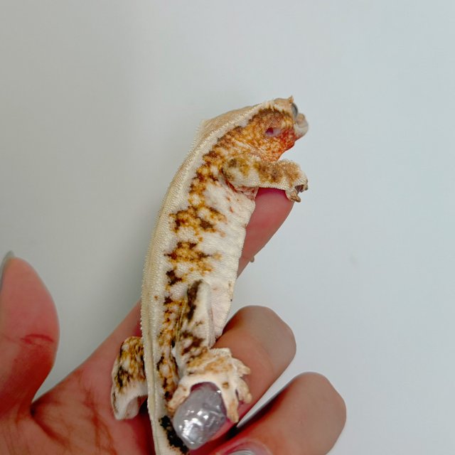 레드 릴리화이트 트라이