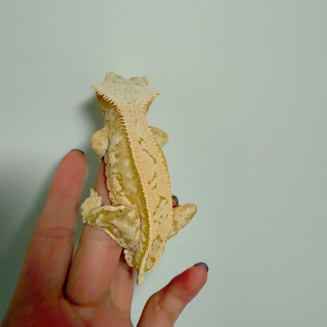 옐로우 크림시클 크림