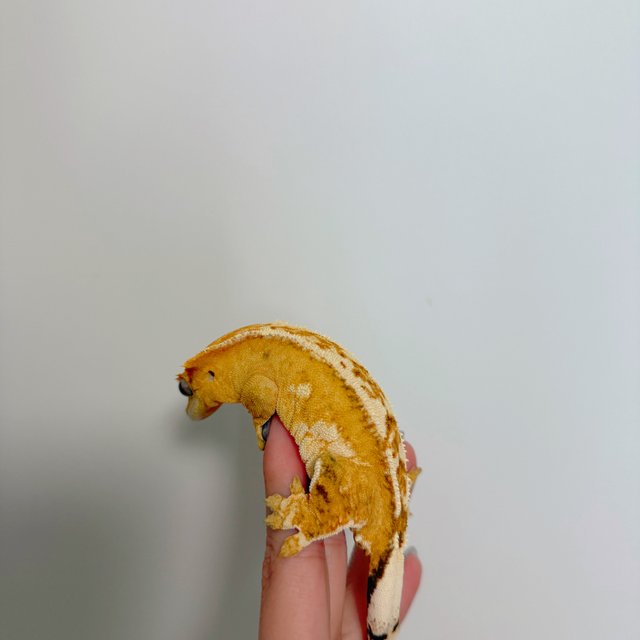 크림시클 크림 옐로우