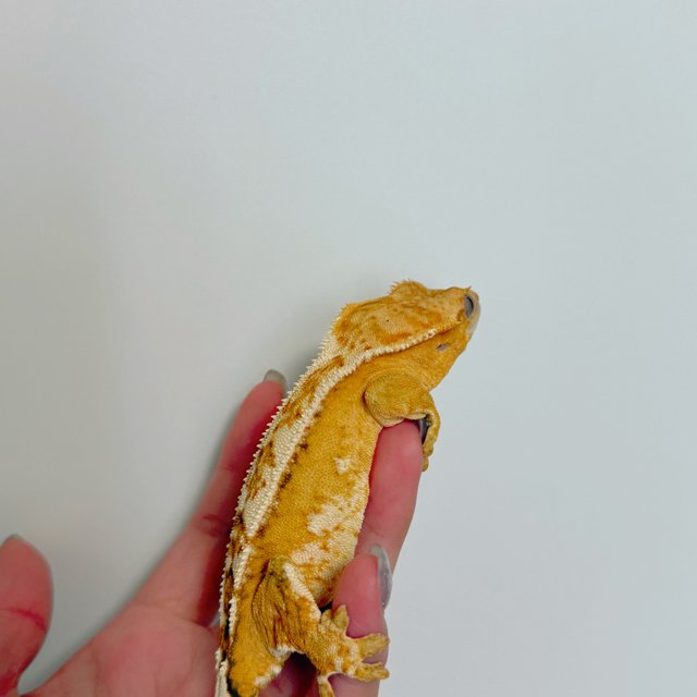 크림시클 크림 옐로우