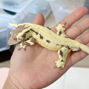 프라푸치노 옐로우