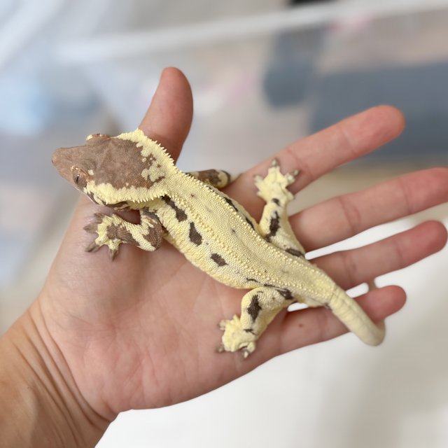 프라푸치노 옐로우