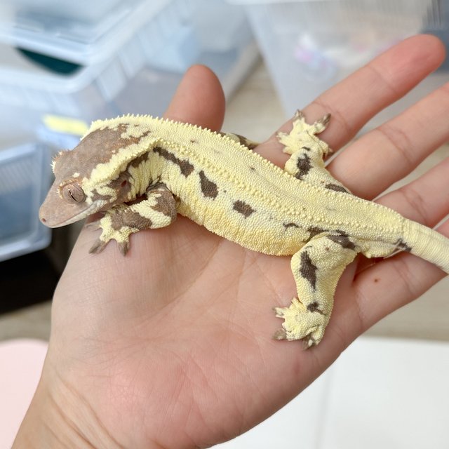 프라푸치노 옐로우