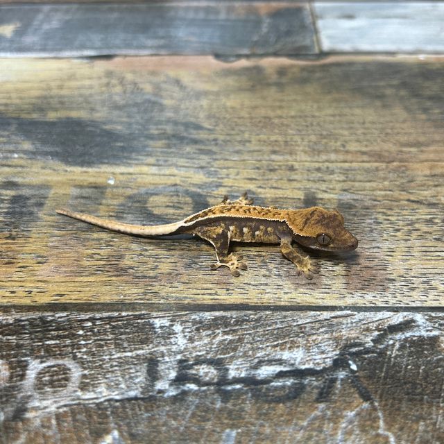 노멀 쿼드 풀핀 핀스트라이프