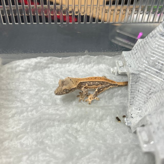 릴리화이트 젠젝스