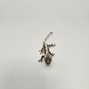 아잔틱