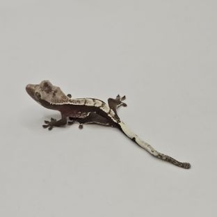 아잔틱
