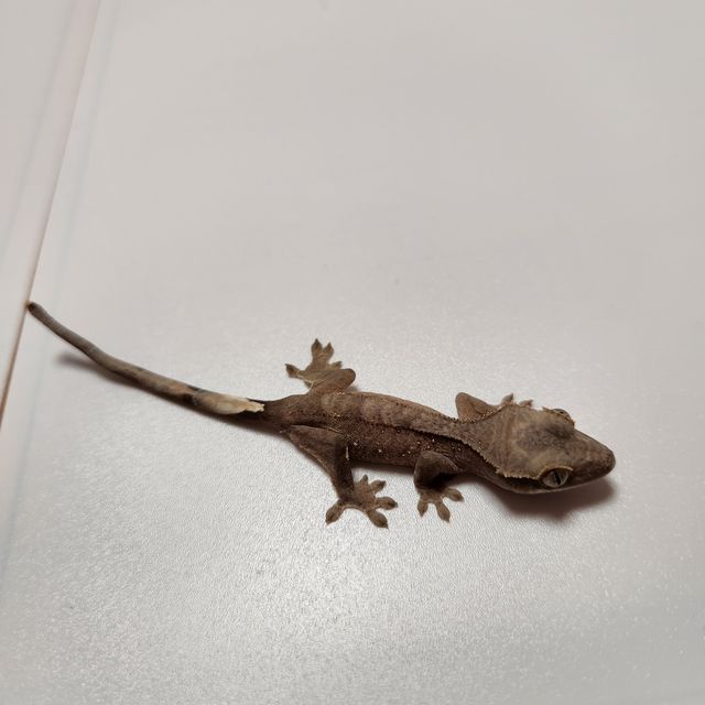 챠콜 알티