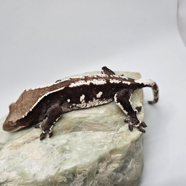 아잔틱