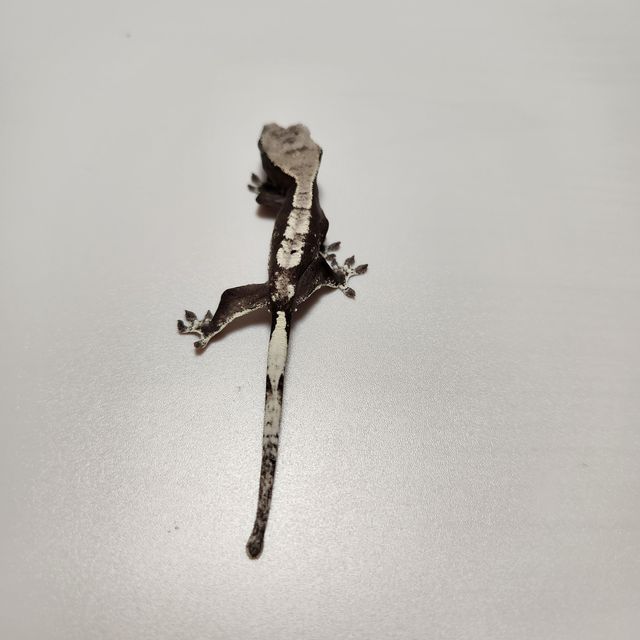 아잔틱