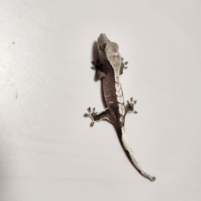아잔틱
