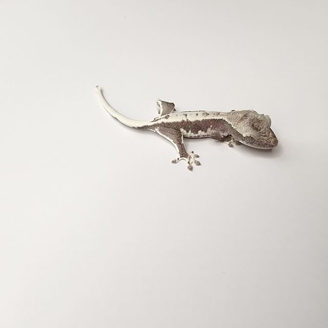 릴잔틱