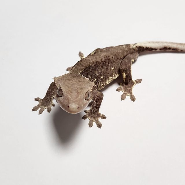 릴잔틱