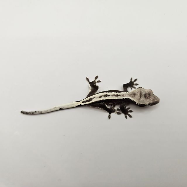 아잔틱