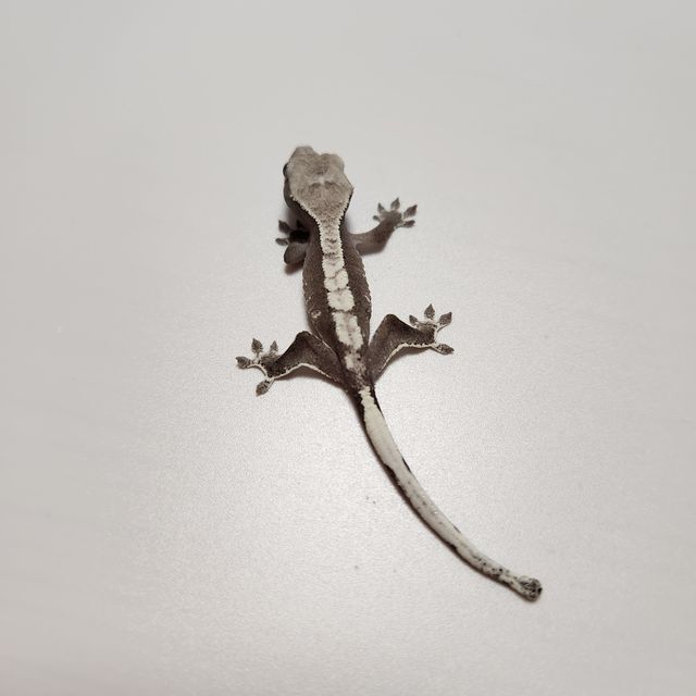 아잔틱
