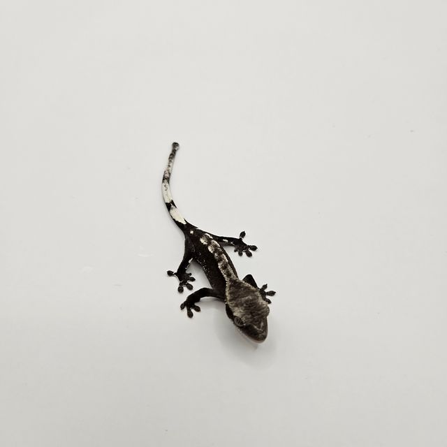 아잔틱