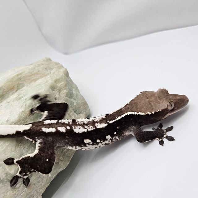 아잔틱