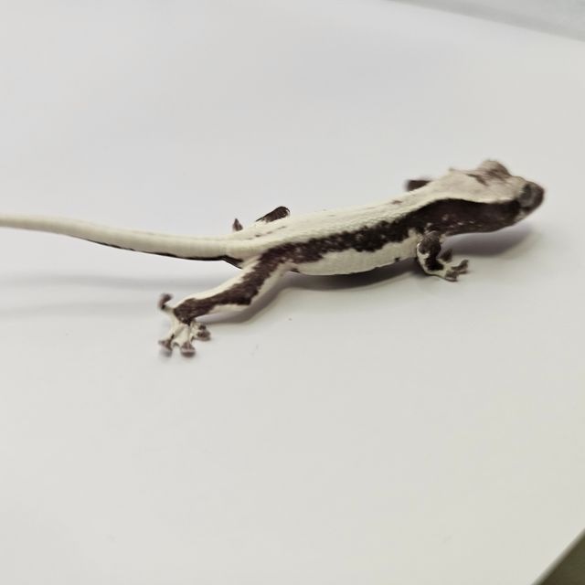 릴잔틱