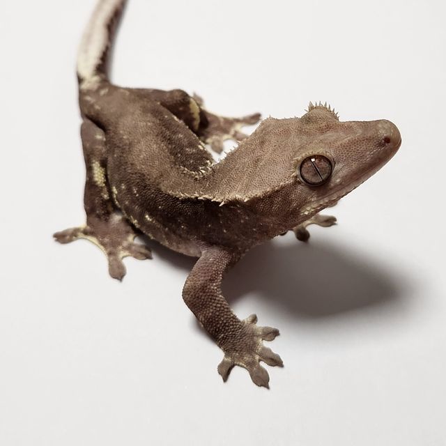 릴잔틱