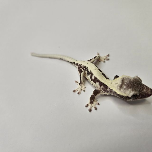 릴잔틱