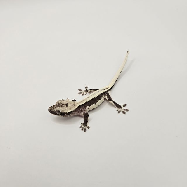 릴잔틱