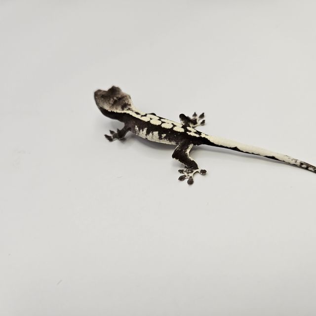 아잔틱