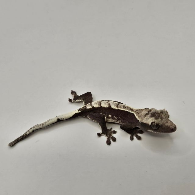 아잔틱