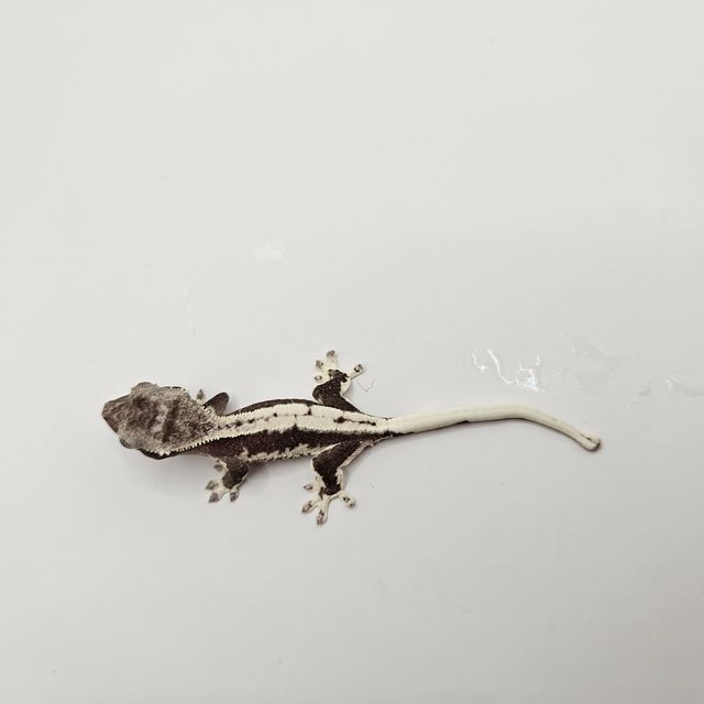 릴잔틱