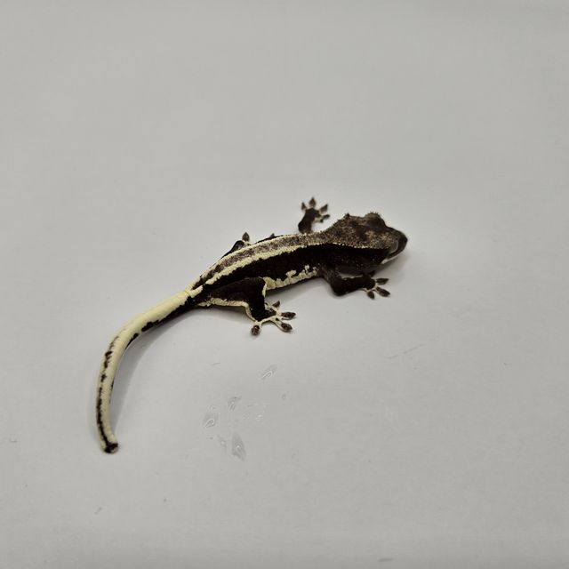 릴잔틱