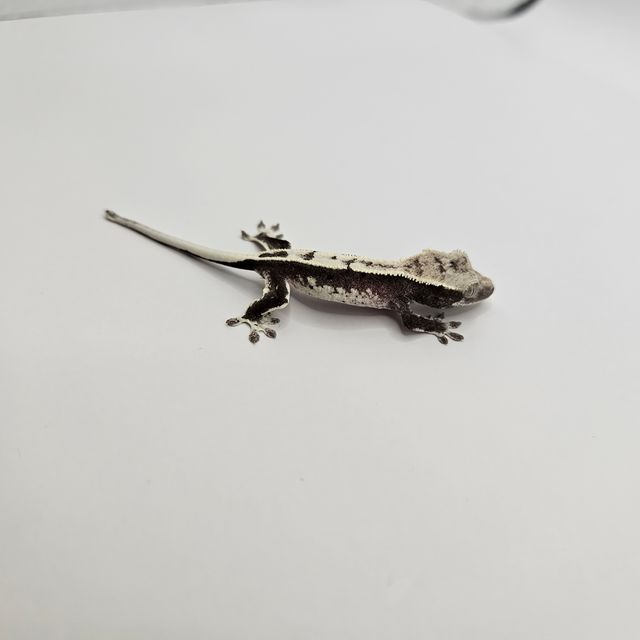 아잔틱