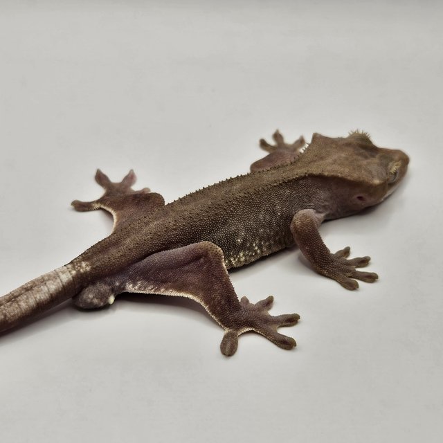 하이포 릴잔틱 아잔틱