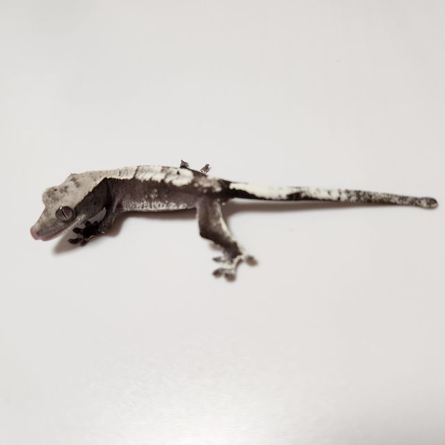 아잔틱