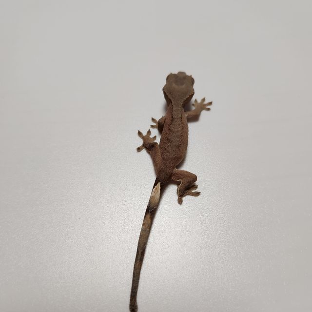 노멀 챠콜 알티