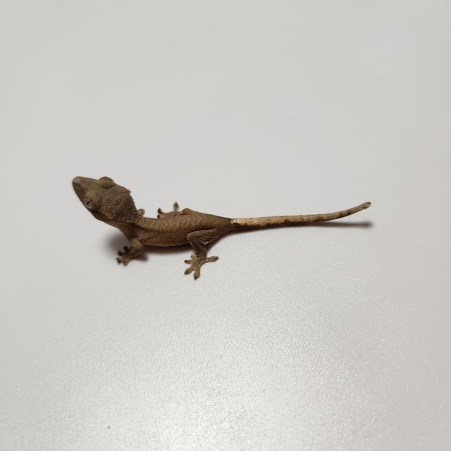 노멀 알티 챠콜